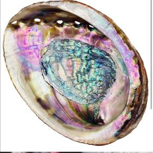 🐚 Green Abalone Sea Shell One Side Polished Beach Craft 6”-7” (1pc)